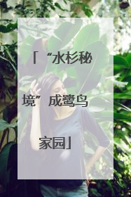 “水杉秘境”成鹭鸟家园