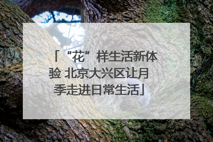 “花”样生活新体验 北京大兴区让月季走进日常生活