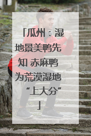 瓜州：湿地景美鸭先知 赤麻鸭为荒漠湿地“上大分”