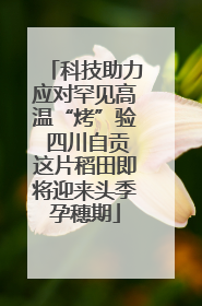 科技助力应对罕见高温“烤”验 四川自贡这片稻田即将迎来头季孕穗期