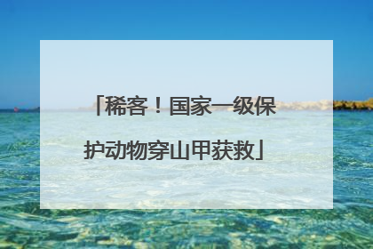 稀客！国家一级保护动物穿山甲获救