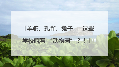 羊驼、孔雀、兔子……这些学校藏着 “动物园”？！