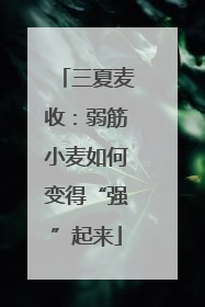三夏麦收：弱筋小麦如何变得“强”起来