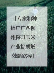 专家和种植户广西柳州探寻玉米产业提质增效新路径