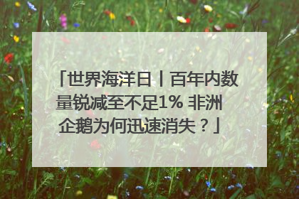 世界海洋日丨百年内数量锐减至不足1% 非洲企鹅为何迅速消失？