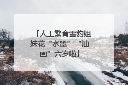 人工繁育雪豹姐妹花“水墨”“油画”六岁啦