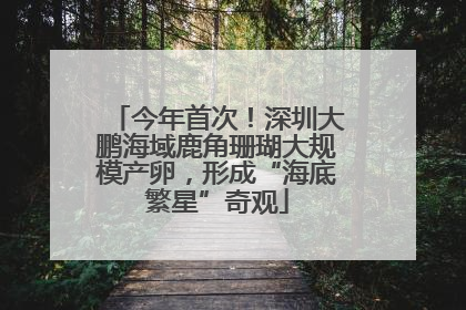 今年首次！深圳大鹏海域鹿角珊瑚大规模产卵，形成“海底繁星”奇观