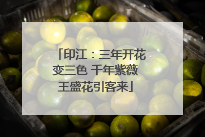印江：三年开花变三色 千年紫薇王盛花引客来