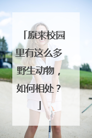 原来校园里有这么多野生动物，如何相处？