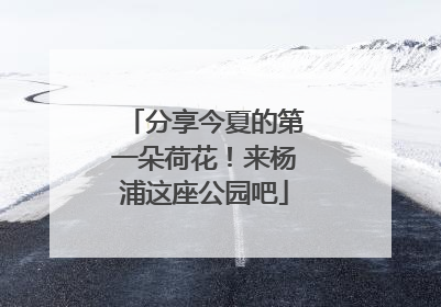 分享今夏的第一朵荷花！来杨浦这座公园吧