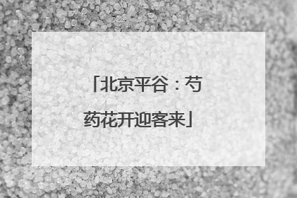 北京平谷：芍药花开迎客来