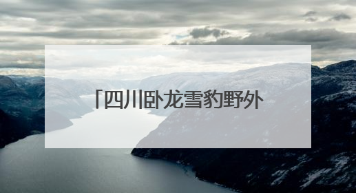 四川卧龙雪豹野外调查获得新进展