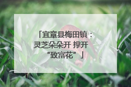 宜章县梅田镇：灵芝朵朵开 撑开“致富花”