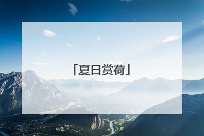 夏日赏荷
