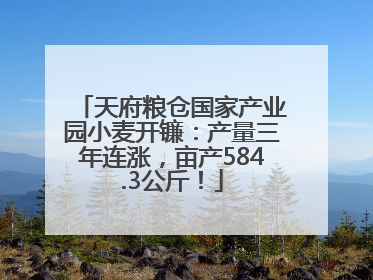 天府粮仓国家产业园小麦开镰：产量三年连涨，亩产584.3公斤！