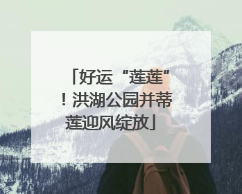 好运“莲莲”！洪湖公园并蒂莲迎风绽放