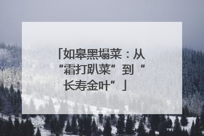 如皋黑塌菜：从“霜打趴菜”到“长寿金叶”