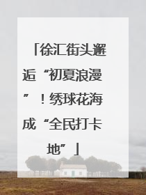 徐汇街头邂逅“初夏浪漫”！绣球花海成“全民打卡地”