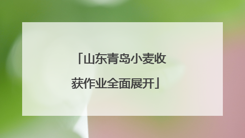山东青岛小麦收获作业全面展开
