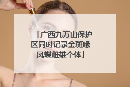广西九万山保护区同时记录金斑喙凤蝶雌雄个体