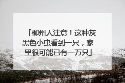 柳州人注意！这种灰黑色小虫看到一只，家里很可能已有一万只