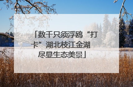 数千只须浮鸥“打卡”湖北枝江金湖 尽显生态美景