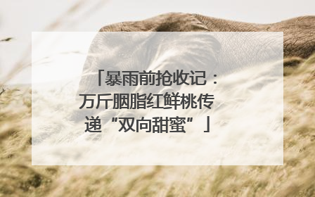 暴雨前抢收记：万斤胭脂红鲜桃传递“双向甜蜜”