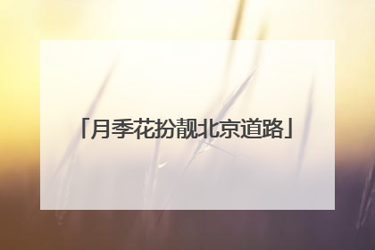 月季花扮靓北京道路