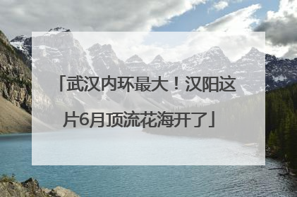 武汉内环最大！汉阳这片6月顶流花海开了