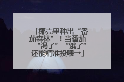 椰壳里种出“番茄森林”！当番茄“渴了”“饿了”还能精准投喂→