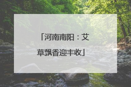 河南南阳：艾草飘香迎丰收