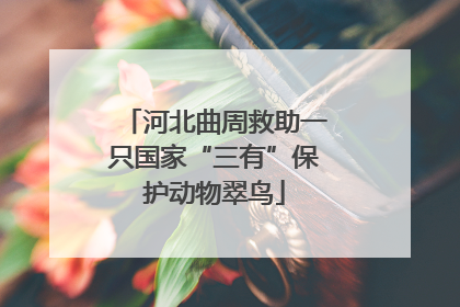 河北曲周救助一只国家“三有”保护动物翠鸟