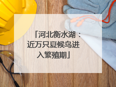 河北衡水湖：近万只夏候鸟进入繁殖期