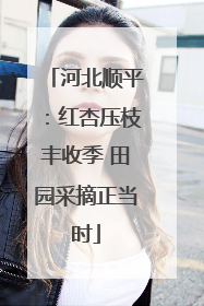 河北顺平：红杏压枝丰收季 田园采摘正当时