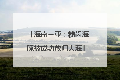 海南三亚：糙齿海豚被成功放归大海