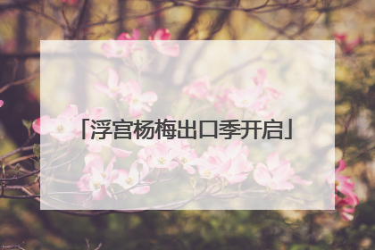 浮宫杨梅出口季开启