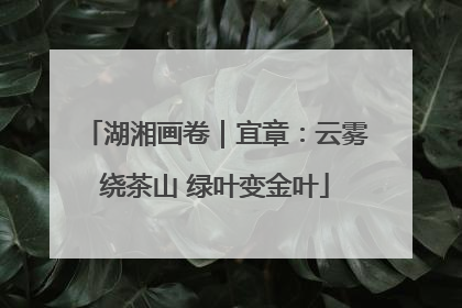 湖湘画卷｜宜章：云雾绕茶山 绿叶变金叶