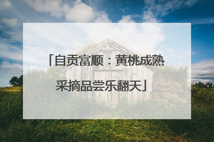 自贡富顺：黄桃成熟 采摘品尝乐翻天