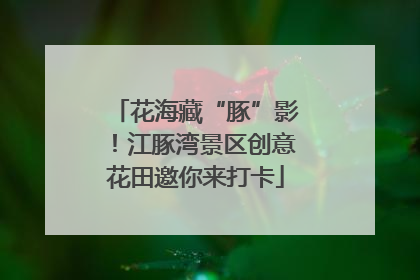 花海藏“豚”影！江豚湾景区创意花田邀你来打卡