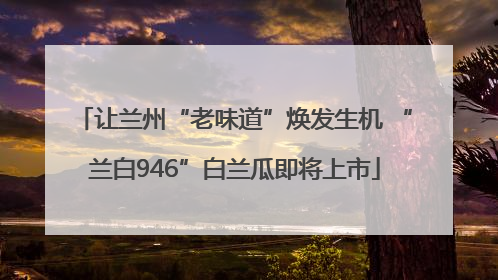 让兰州“老味道”焕发生机 “兰白946”白兰瓜即将上市