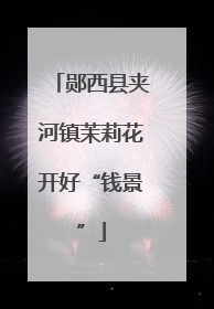 郧西县夹河镇茉莉花开好“钱景”