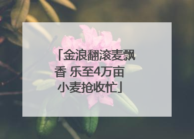金浪翻滚麦飘香 乐至4万亩小麦抢收忙