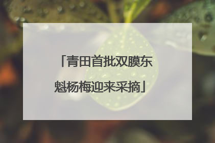 青田首批双膜东魁杨梅迎来采摘