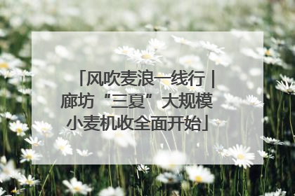 风吹麦浪一线行｜廊坊“三夏”大规模小麦机收全面开始