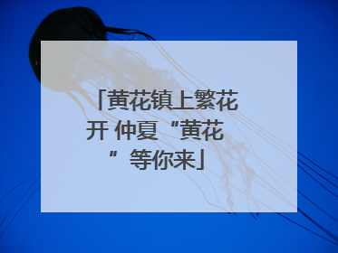 黄花镇上繁花开 仲夏“黄花”等你来