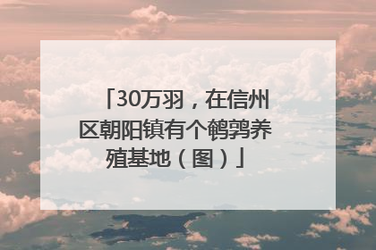 30万羽，在信州区朝阳镇有个鹌鹑养殖基地（图）