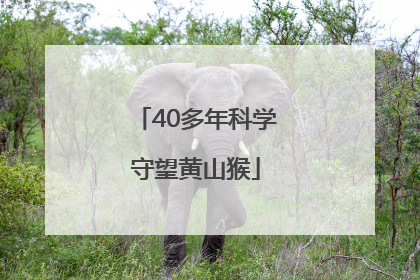 40多年科学守望黄山猴